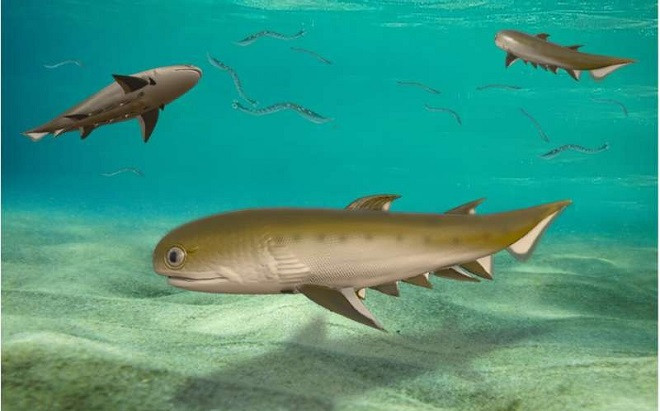 Cá 'quái vật' 440 triệu tuổi ở Trung Quốc là tổ tiên của loài người? Ảnh 2