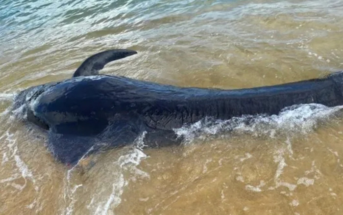 Nỗ lực giải cứu cá voi mắc cạn tại Quảng Ngãi Ảnh 2