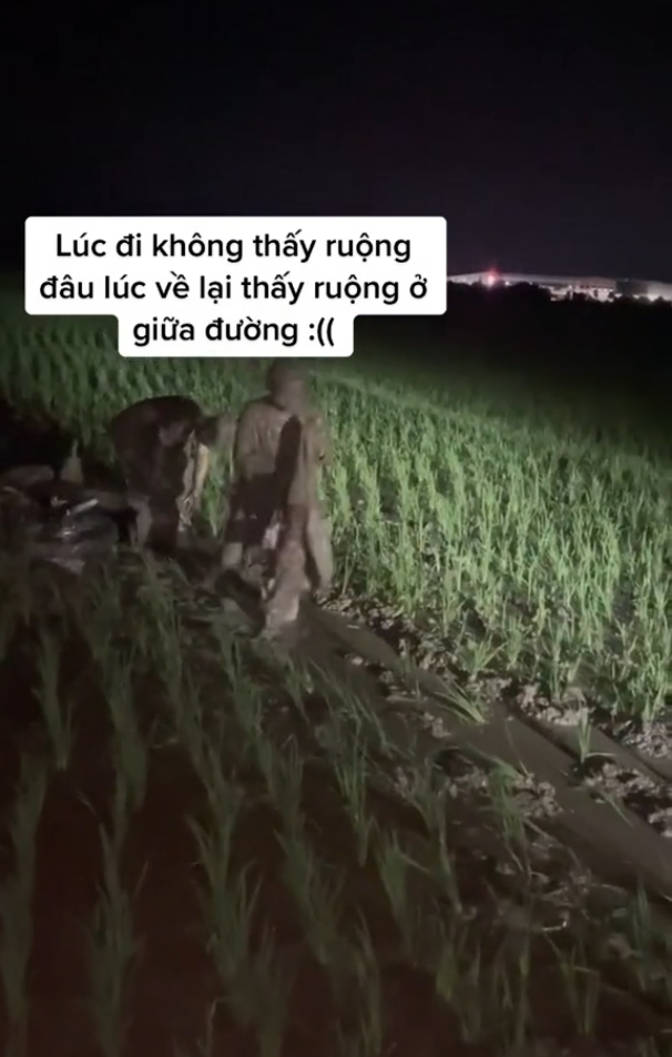 Đôi nam nữ đi với tốc độ cao, lao xuống ruộng lúa trong đêm. (Ảnh: Chụp màn hình).