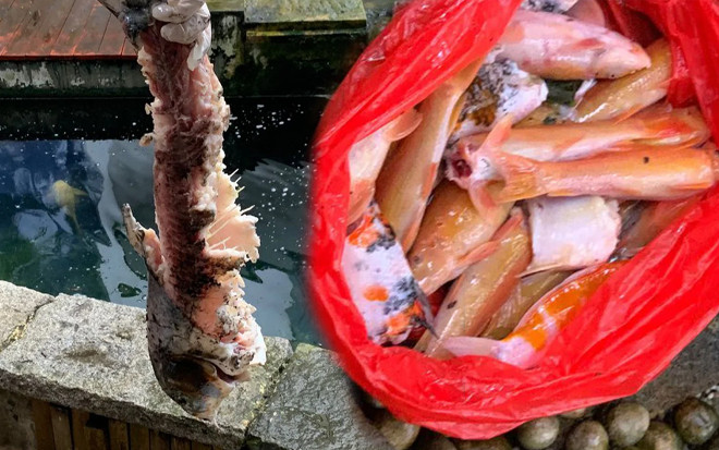 23 con cá koi bị gặm nát, gia chủ vừa sốc vừa bất lực trước danh tính của thủ phạm Ảnh 2