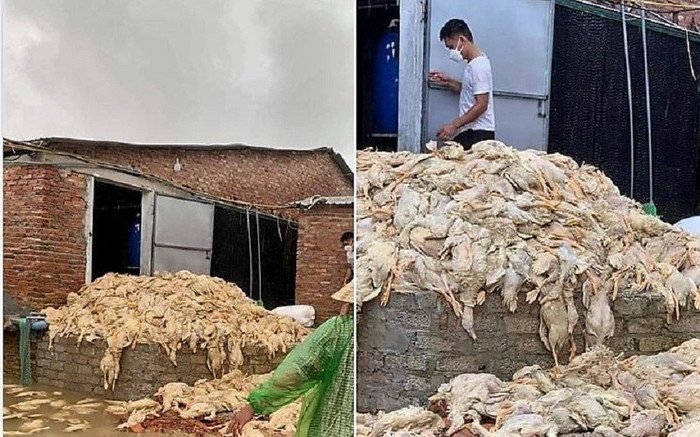 Thực hư thông tin 60.000 con vịt bị 'chết đuối' do mưa lũ ở Nghệ An Ảnh 2
