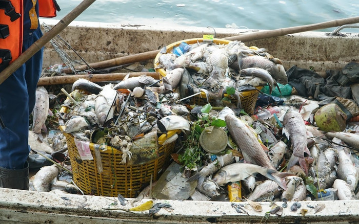 Ảnh vớt từng sọt cá kích thước lớn, chết nổi trắng ở Hồ Tây Ảnh 2