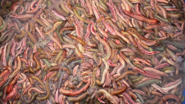 Những con rưới với ngoại hình có chút 'dị'