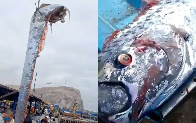 Cá dự báo động đất 'khổng lồ' xuất hiện tại bờ biển Mexico: 'Điềm xấu' từ thiên tai? Ảnh 2