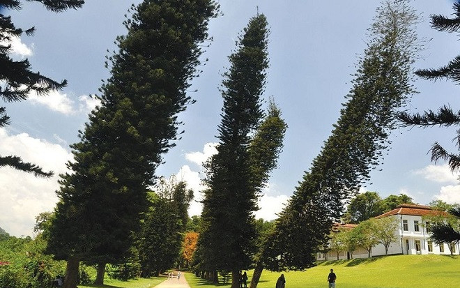 'Góc nghiêng' bí ẩn của thông Cook, loài cây luôn hướng về xích đạo dù mọc ở bất kể đâu Ảnh 2