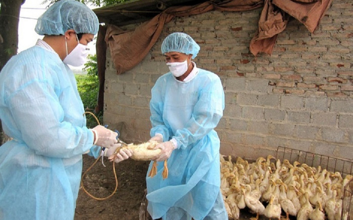 Sau 8 năm, Việt Nam xuất hiện ca cúm A(H5) trên người Ảnh 2