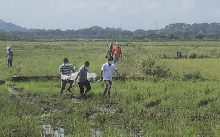 Đi thăm ruộng lúa, người dân phát hiện sự việc kinh hoàng Ảnh 2