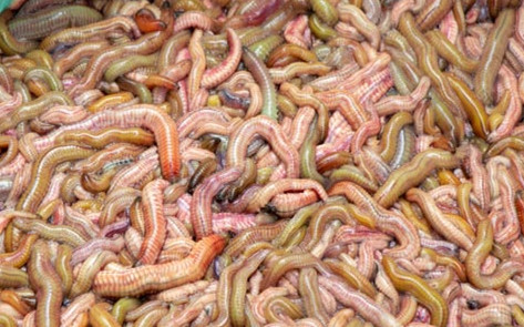 Đặc sản 'rồng đất' là gì mà người nhìn thôi đã sợ, người vừa nghĩ đến đã thèm? Ảnh 2