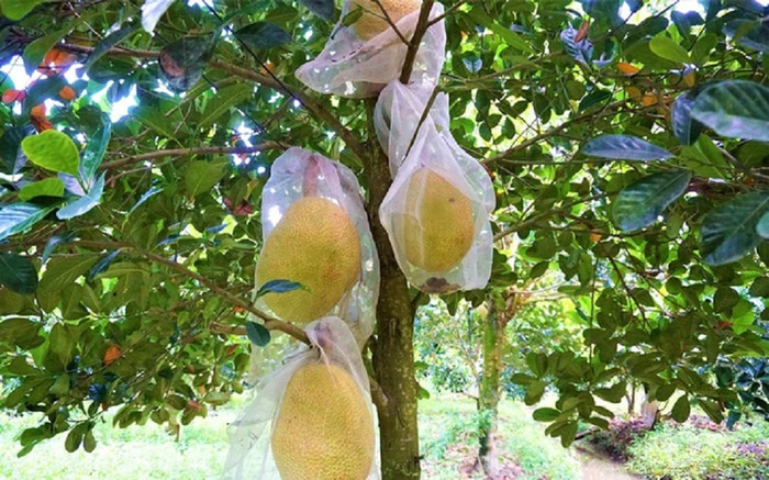 Tranh giành nhau... cây mít, em trai dùng gạch ném anh ruột bị thương Ảnh 2