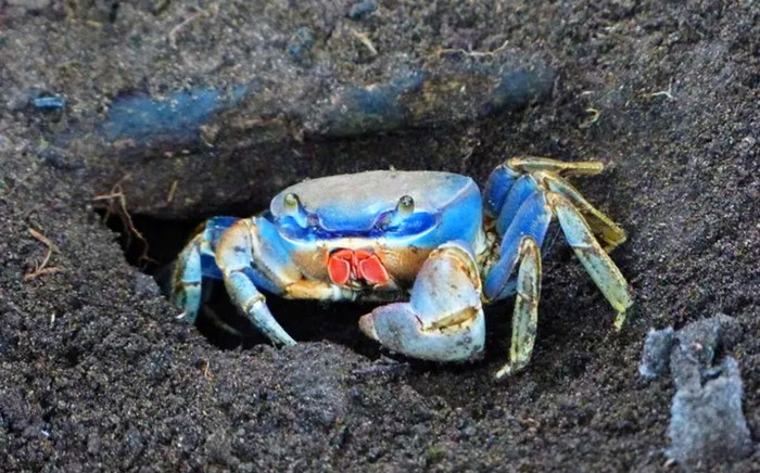 Con gái bị cua kẹp xước da, người cha nhai, ăn luôn con cua để trả thù rồi nhận cái kết đắng Ảnh 2