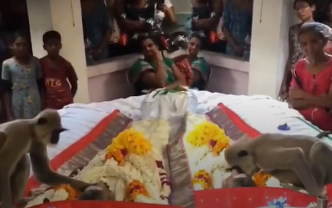 Khỉ hoang đến dự đám tang người 'bạn lạ' thường cho đồ ăn, gây xúc động với 'lời tạm biêt' sau cuối Ảnh 2