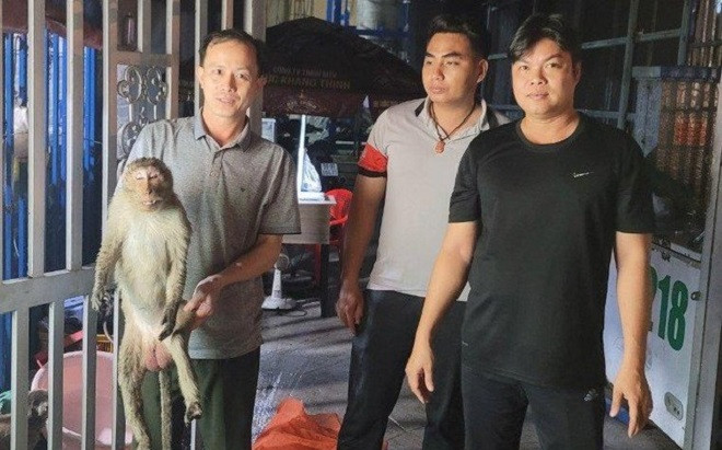 Sau tiếng nổ lớn, người dân 'tá hỏa' phát hiện một con khỉ bất tỉnh, nằm vắt vẻo trên trụ điện Ảnh 2