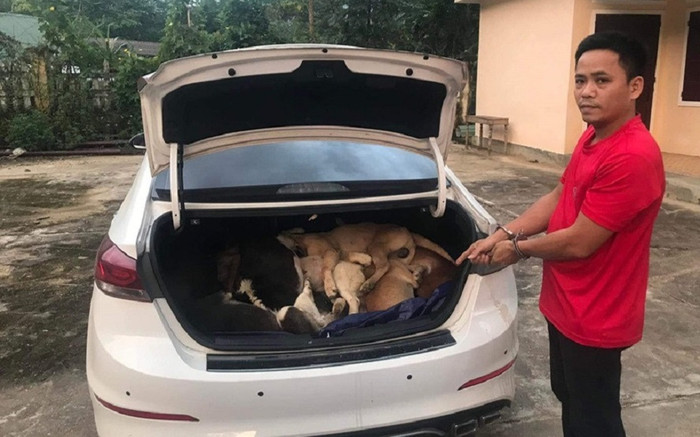Mang ô tô đi trộm 38 con chó Ảnh 2