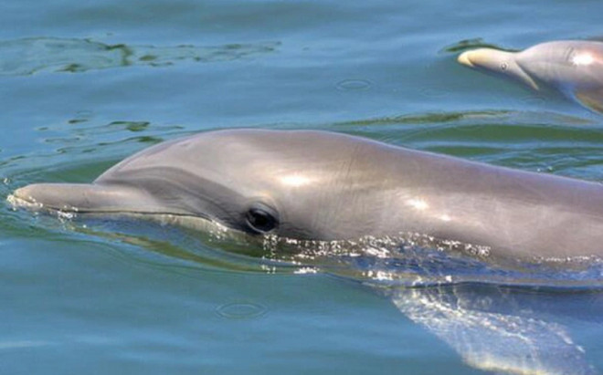 Đàn cá heo bơi theo 'bảo vệ' thi thể cô bé 15 tuổi đuối nước Ảnh 2