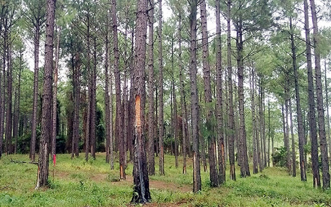 Điều tra vụ nữ giáo viên và nam đồng nghiệp thương vong tại đồi thông Ảnh 2