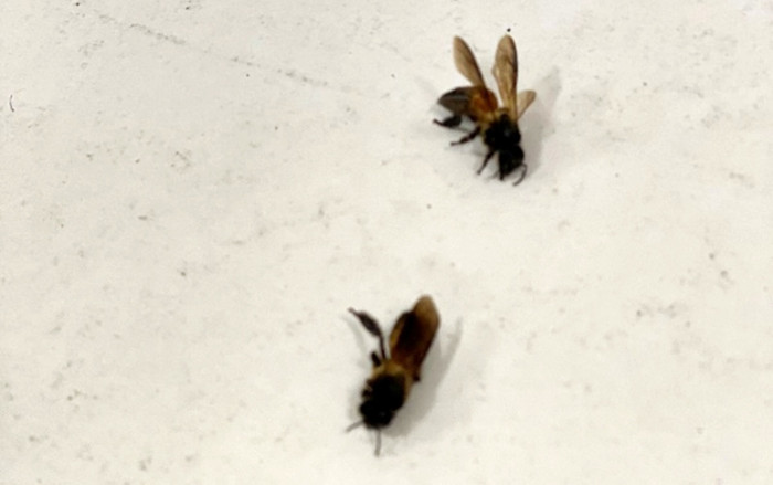 Đánh chết 1 con ong, nhiều người bị hàng ngàn con ong mật khổng lồ truy đuổi, tấn công nhập viện khẩn Ảnh 2