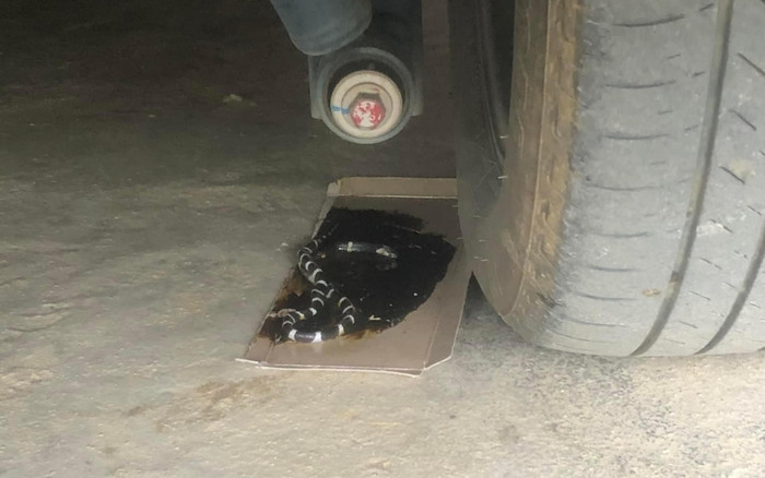 Đặt bẫy chuột nhưng khi kiểm tra, gia chủ liền 'xanh mặt' khi phát hiện thứ dính bẫy Ảnh 2