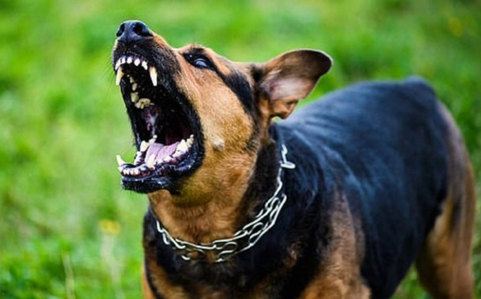 Bé trai phải nhập viện khẩn vì bị chó cắn tổn thương nặng vùng đầu Ảnh 2