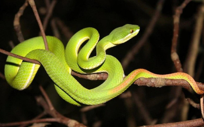 Người đàng ông bị rắn lục đuôi đỏ cắn tử vong trong lúc hái cà phê thuê Ảnh 2