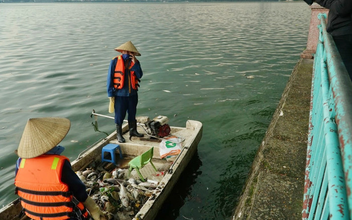 Hà Nội sẽ đánh bắt cá để giảm mật độ trong Hồ Tây, hạn chế hiện tượng cá chết Ảnh 2
