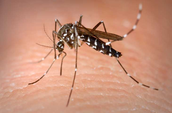 Muỗi vằn chứa virus Dengue là nguyên nhân gây bệnh sốt xuất huyết. (Ảnh minh họa).