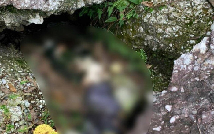 Đi rừng bắt ong, người dân bắt gặp cảnh tượng gây ám ảnh Ảnh 2