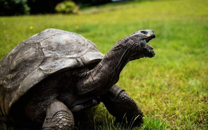 Rùa Jonathan trở thành động vật sống lâu nhất trên cạn, 190 tuổi vẫn giao phối tốt Ảnh 2