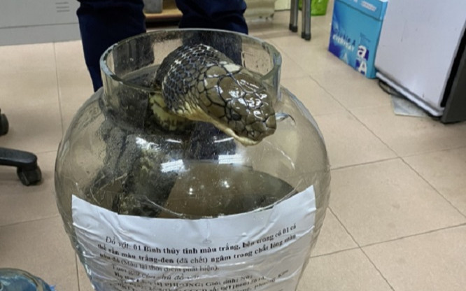 Giết rắn hổ chúa nặng gần 10 kg, người phụ nữ bị khởi tố Ảnh 2