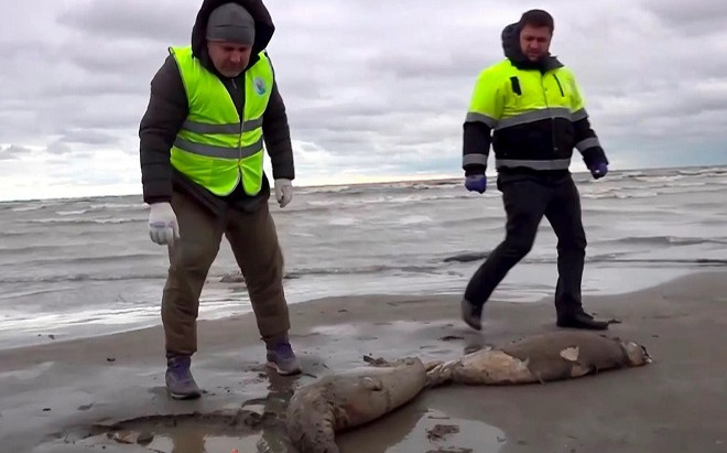 2.500 con hải cẩu chết trên bờ biển Nga chưa rõ nguyên nhân Ảnh 2