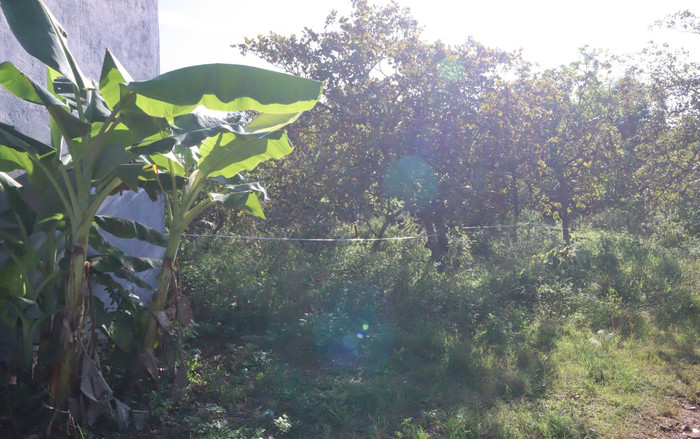 'Bí mật' kinh hoàng giữa vườn điều ở Bình Phước Ảnh 2