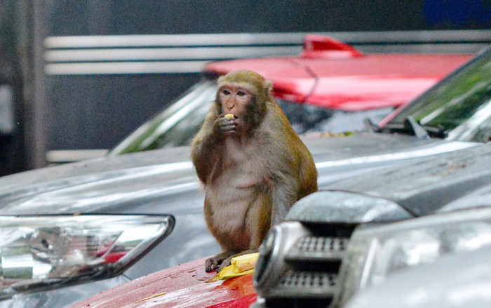 Con khỉ hoang cắn người ở Hà Nội đã được vây bắt thành công sau một tuần kiên trì theo dõi Ảnh 2