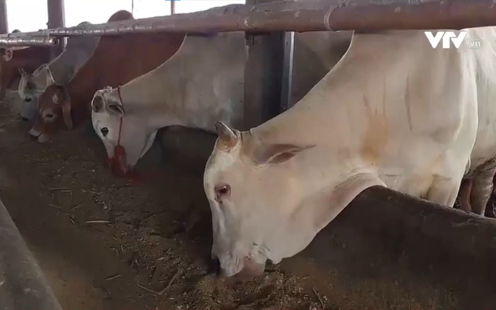 Vỗ béo bằng 'bột lạ' tăng 100kg/tháng, bò được thần tốc đưa về Việt Nam trước khi có biến chứng, lở loét Ảnh 2