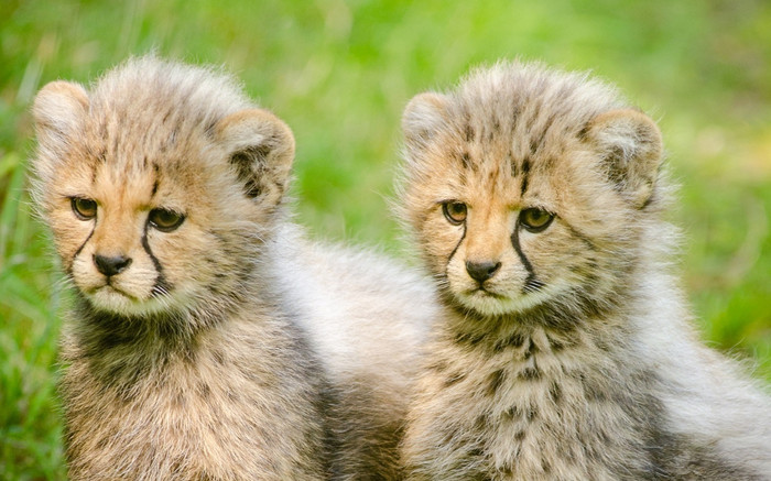 Trend 'báo nhà báo thủ, báo quá báo' mà GenZ hay nhắc đến là gì? Ảnh 2