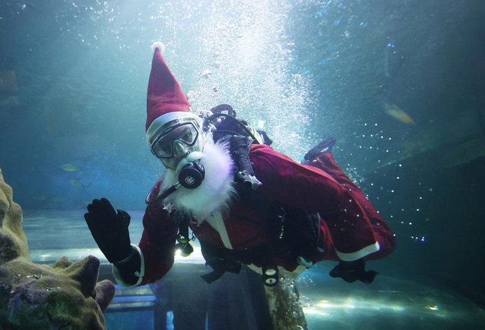 Ông già Noel 'tung tăng' trong màn trình diễn dưới đại dương tại Sea Life ở Blackpool, Anh
