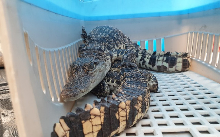 Nam sinh bàn giao cho kiểm lâm 2 con cá sấu sau 2 năm nuôi nhốt Ảnh 2