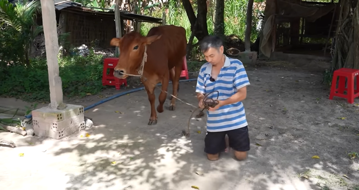 Người đàn ông chăn bò bằng đầu gối cùng những nỗ lực phi thường giữa cuộc đời 'bất thường' Ảnh 3