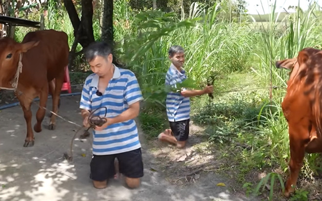 Người đàn ông chăn bò bằng đầu gối cùng những nỗ lực phi thường giữa cuộc đời 'bất thường' Ảnh 2