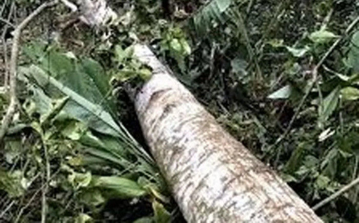 Dọn dẹp để chuẩn bị dựng rạp làm lễ cưới, chú rể bị cây đè tử vong Ảnh 2