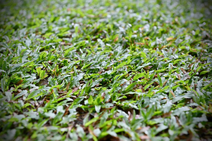 Trong bối cảnh sân Mỹ Đình bị chê cỏ không xanh, Thái Lan đã khoe mặt cỏ sân Bukit Jalil của đội tuyển Malaysia khiến cho nhiều người hâm mộ Việt Nam càng buồn với sân Mỹ Đình. Ảnh: FAT