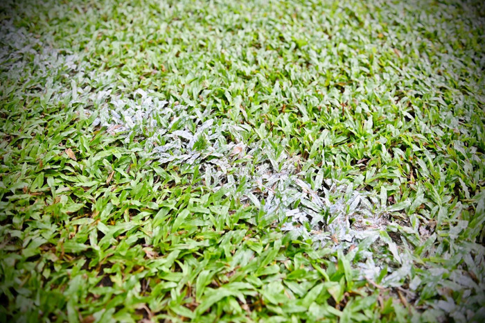 Thái Lan khoe cận cảnh về cỏ ở sân Bukit Jalil của Malaysia, có lẽ họ rất hài lòng về mặt sân của đối thủ. Ảnh: FAT