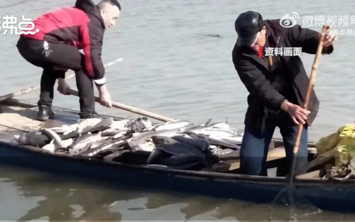 Người phụ nữ bị kiện vì phóng sinh 12 tấn cá xuống hồ để cầu may Ảnh 2