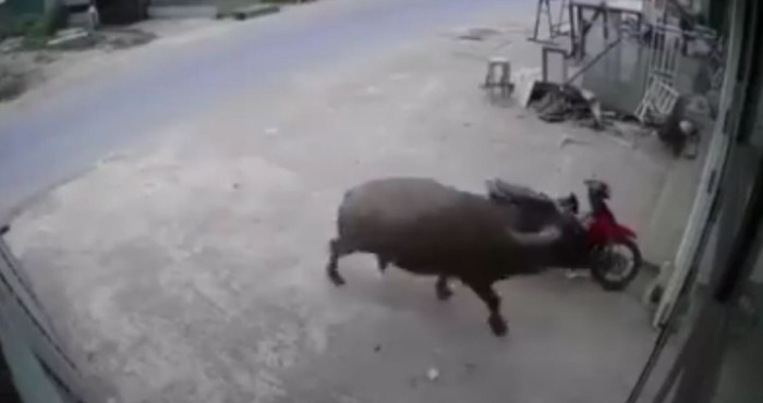 Con trâu điên cuồng chạy thật nhanh lao vào cửa kính