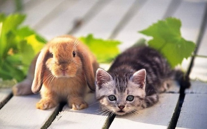 Mèo thay thỏ và lý do năm Mão ở Việt Nam là mèo mà không phải thỏ như nhiều nước châu Á Ảnh 2