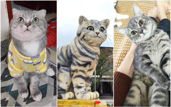 Dân mạng đua nhau khoe 'boss', nhận anh em họ hàng với 'mèo hoa hậu' Quảng Trị Ảnh 2