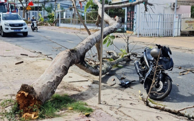 Cây phượng hơn 20 năm tuổi đổ đè trúng 2 thanh niên trên đường về quê ăn Tết Ảnh 2