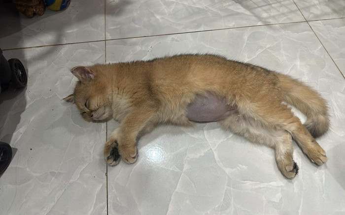 Cô gái 'rụng rời' khi phát hiện chú mèo nhà đã 'đăng xuất' vì bị trẻ con nhà hàng xóm giẫm đạp Ảnh 2