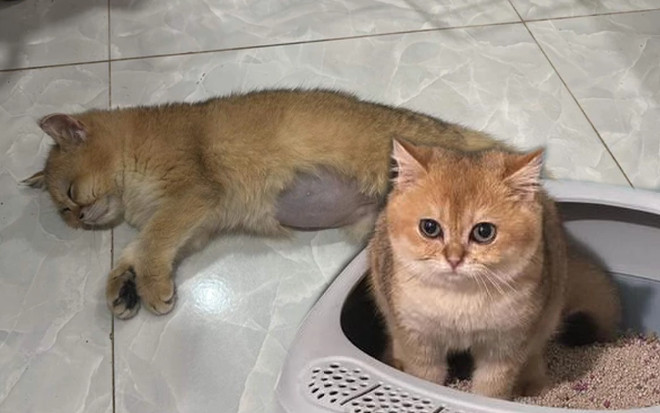 Hình ảnh mới nhất của chú mèo Golden bị 2 đứa trẻ giẫm đạp, chủ nhân tiết lộ thông tin bất ngờ Ảnh 2