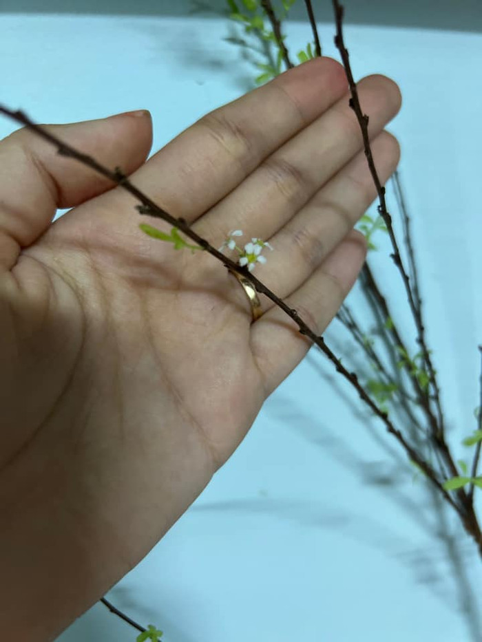 Nở cho tôi đúng 3 bông, lá chỗ có chỗ không. Ảnh: Ngân Nhỏ