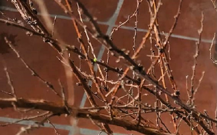 Gần hết Tết, nhiều gia đình 'bất lực' khi tuyết mai vẫn đang ngủ đông, đành chuyển sang chưng rằm Ảnh 2