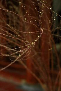 'Xin đừng ai nhắc về tuyết mai nữa, em ấy bận ngủ rồi'. Ảnh: Anh Ngọc Lê Nguyễn